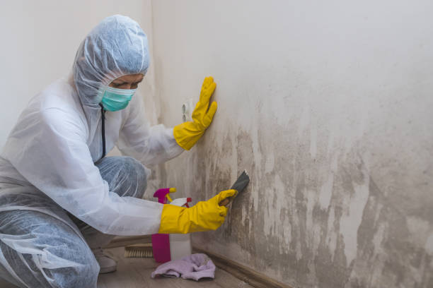 Best Mold Damage Restoration  in Huguley, AL