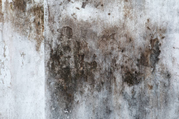 Best Dehumidification Services  in Huguley, AL