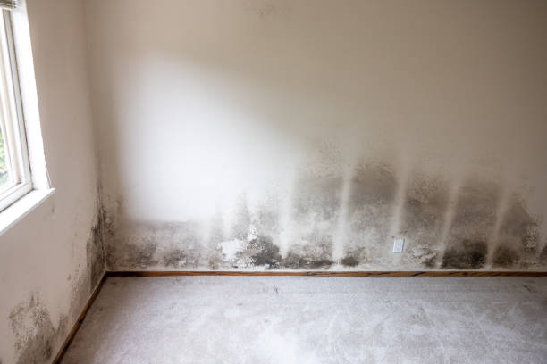 Best Dehumidification Services  in Huguley, AL