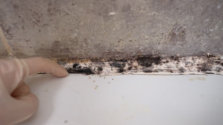 Best Mold Documentation for Insurance Claims  in Huguley, AL